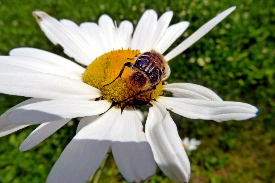 Bug insect animal