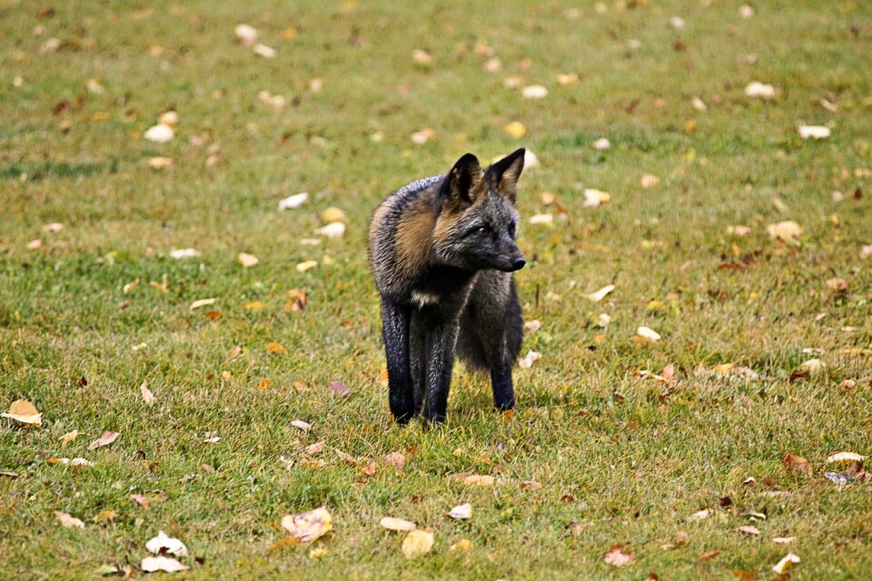 Wild wild life predator meadow