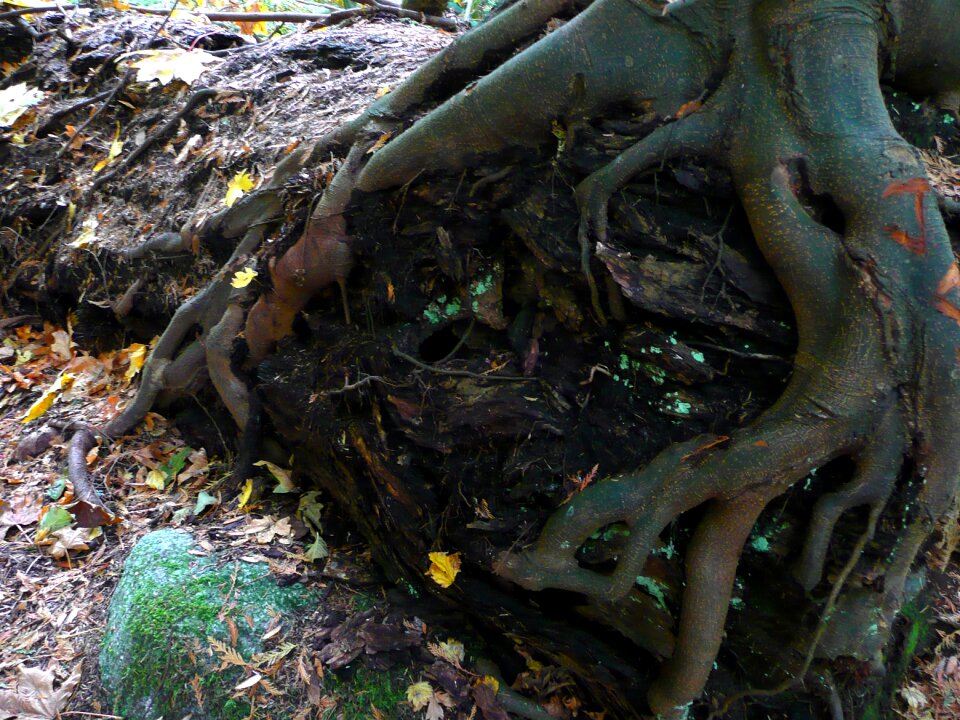 Forest plant fall