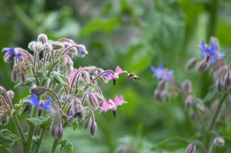 Nectar blue insect