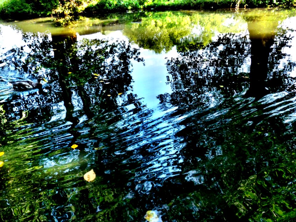 Shadow shadow play autumn