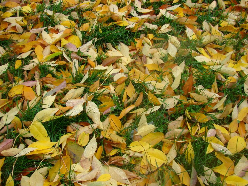 Grass leaves autumn
