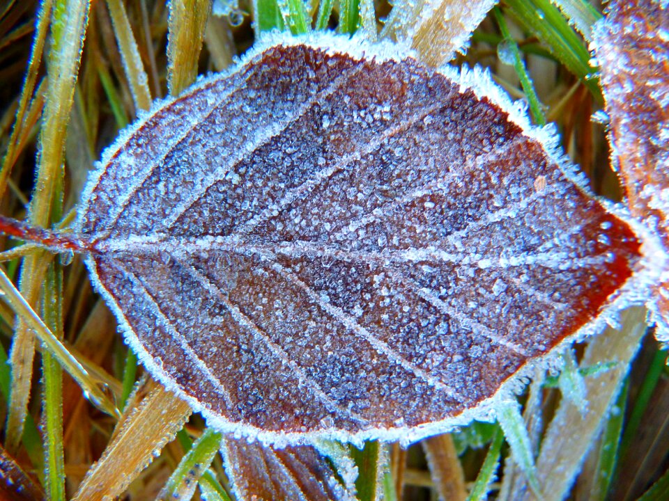 Eiskristalle crystals ice