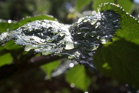 Leaf transparent green