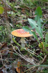 Forest fly agaric red poisonous photo