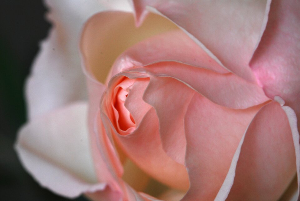Bloom flower rose bloom
