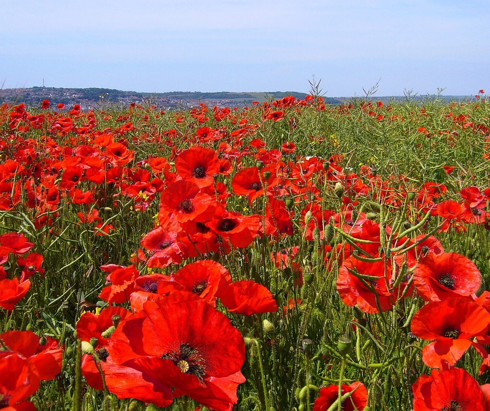 Poppies poppy flower red
