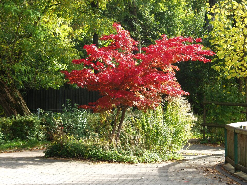 Fall foliage coloring bright red
