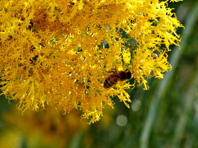 Insect animal nature