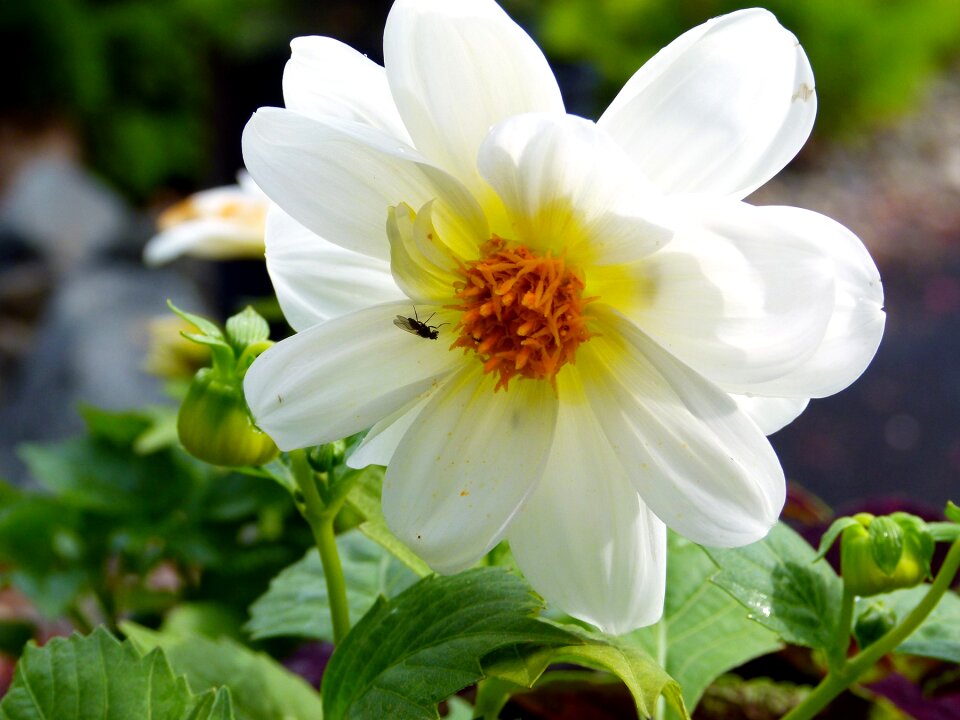 Summer plant nature