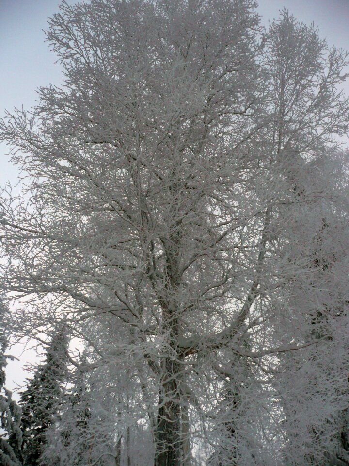 Snow cold nature