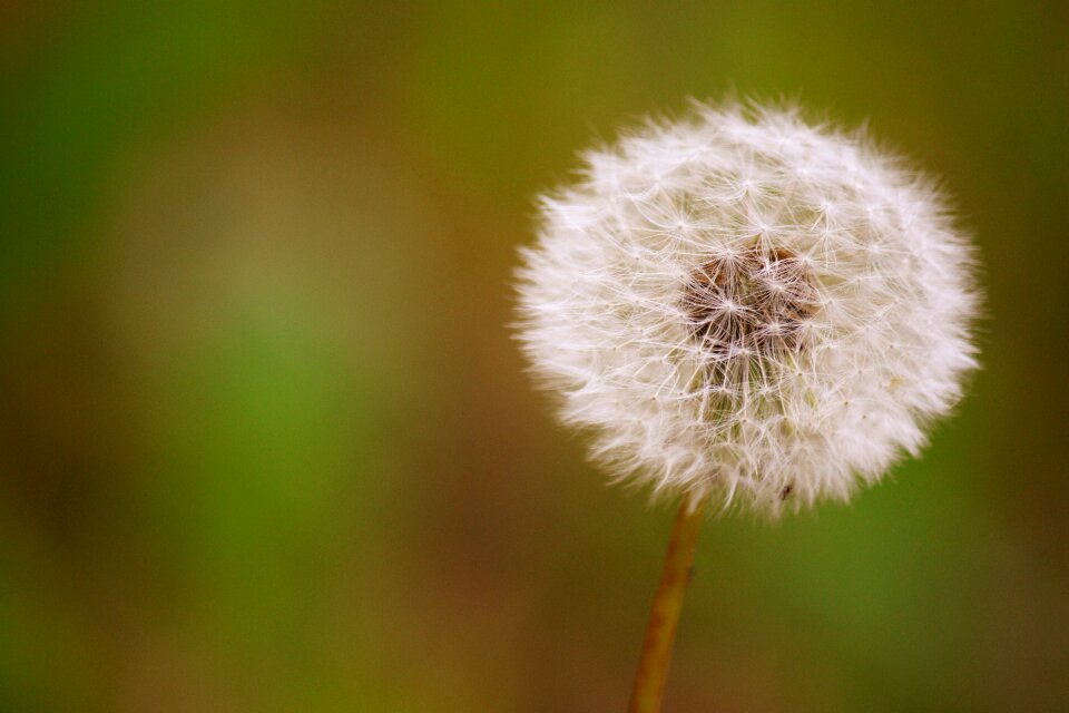 Dandelion seeds prado