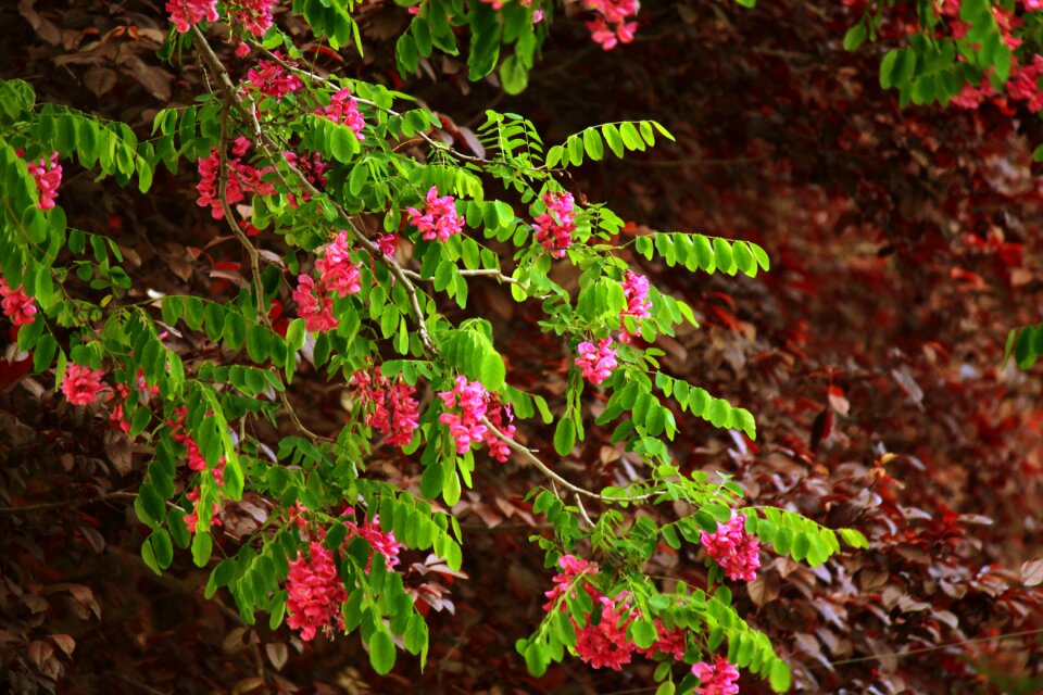 Tree branches leaves
