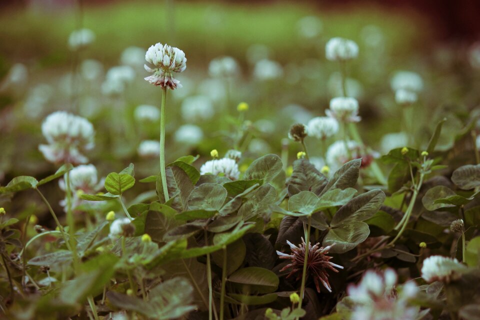Wild wild flower nature