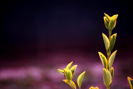 Yellow green leaves photo