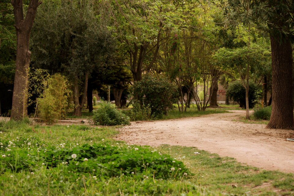 Trees green forest