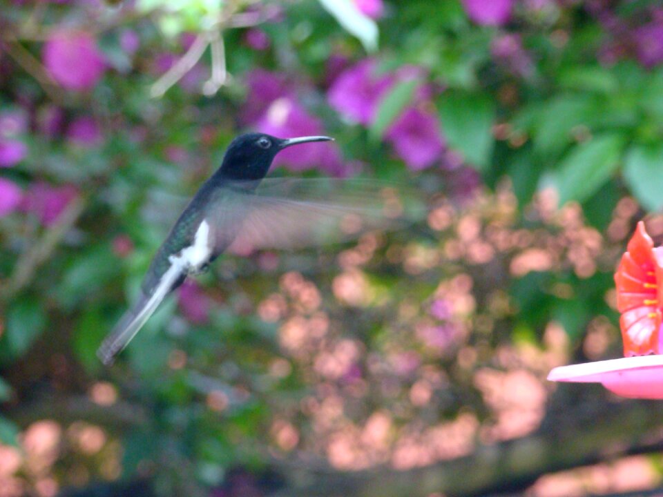 Paige flight of beija flor colibri