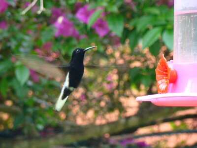 Hummingbird bird flying
