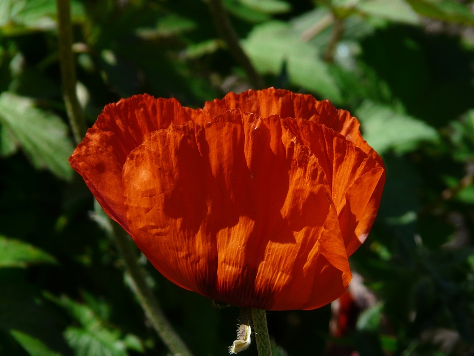 Bloom flower backlighting