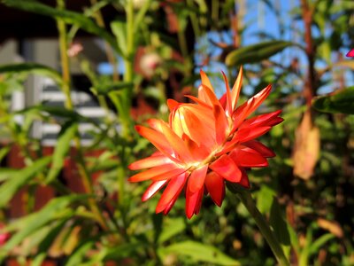 Red half open nature