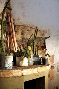 Plant antiques broken