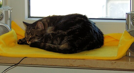 Window sill tired animal photo