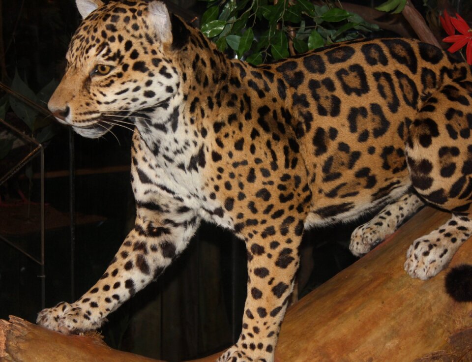 Feline animal mammal