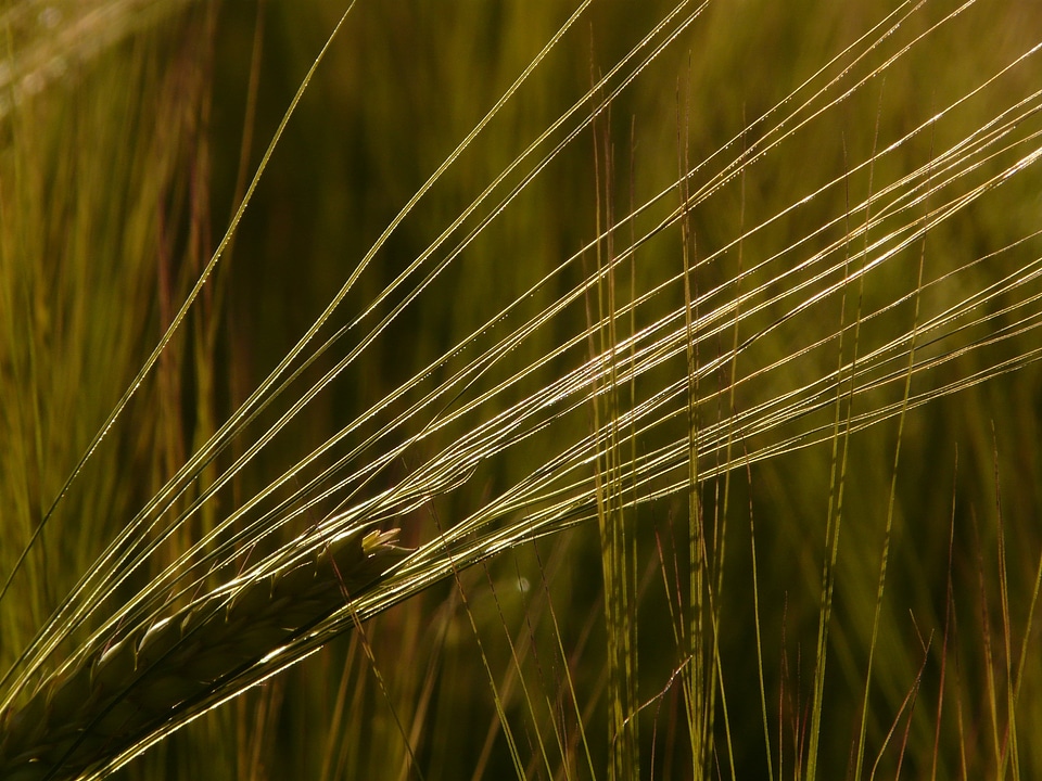 Grain cereal cornfield