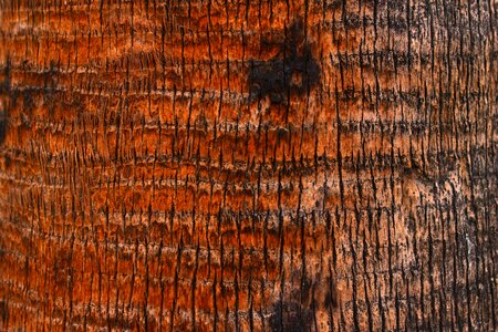 Texture wood tree photo