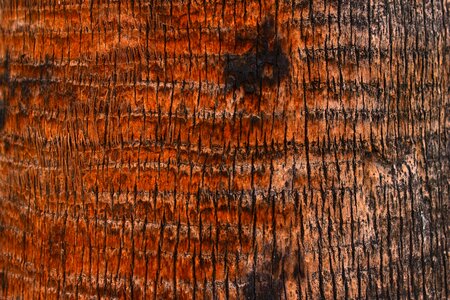 Texture wood tree