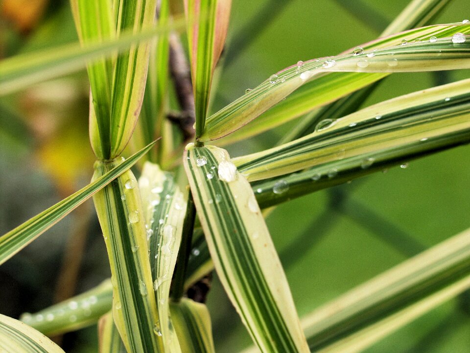 Green drop of water nature