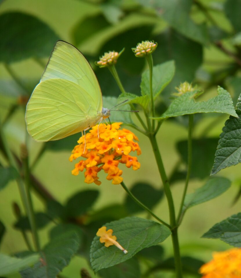 Gonepteryx rhamni butterfly insect