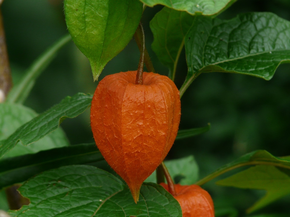 Bladder cherry physalis nachtschattengewächs