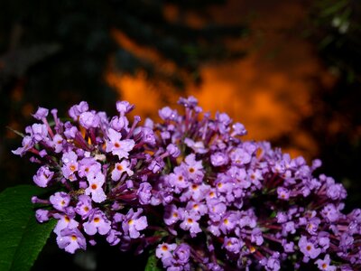 Rain summer flowers