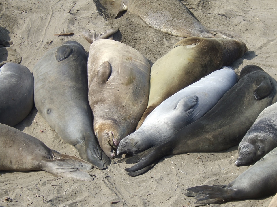 Sea lions highway 1 california