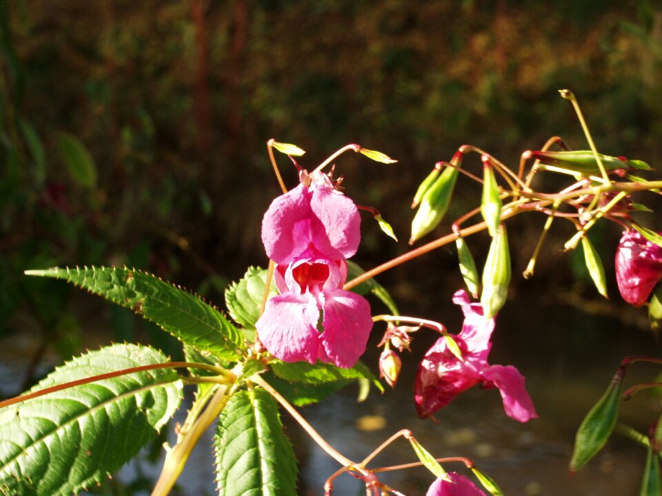 Purple flower neophyte photo