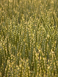 Spike cereals grain photo