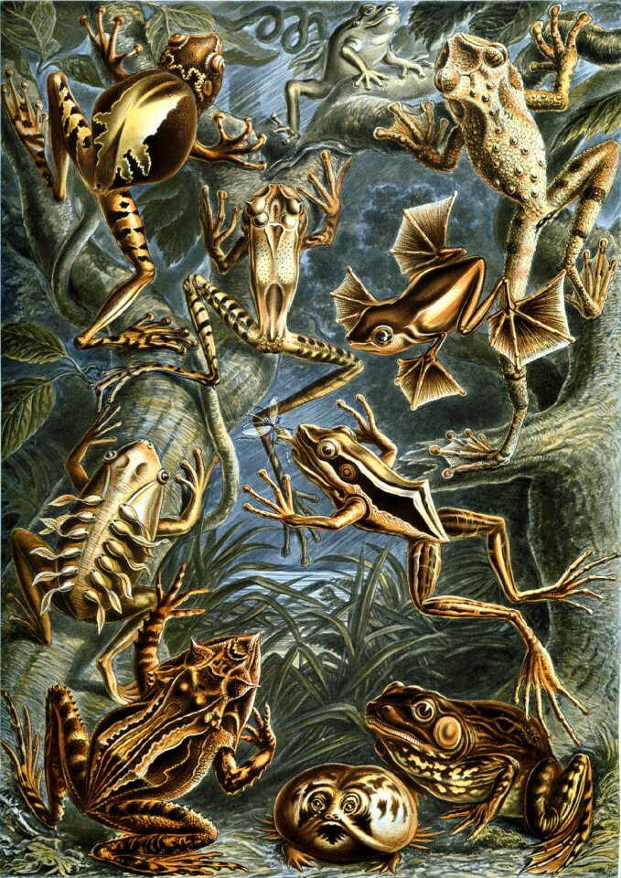 Amphibious haeckel batrachia amphibians