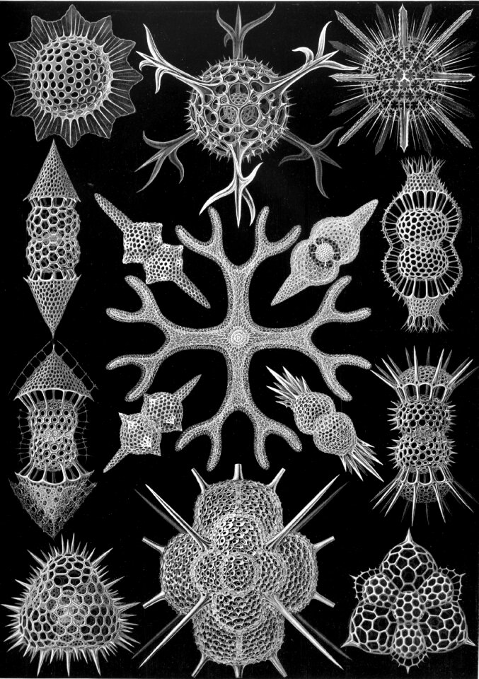 Spumellaria haeckel endoskeleton