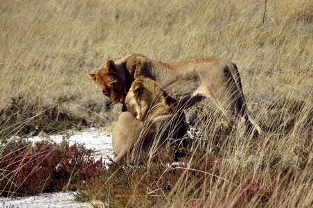 Affection wild savannah