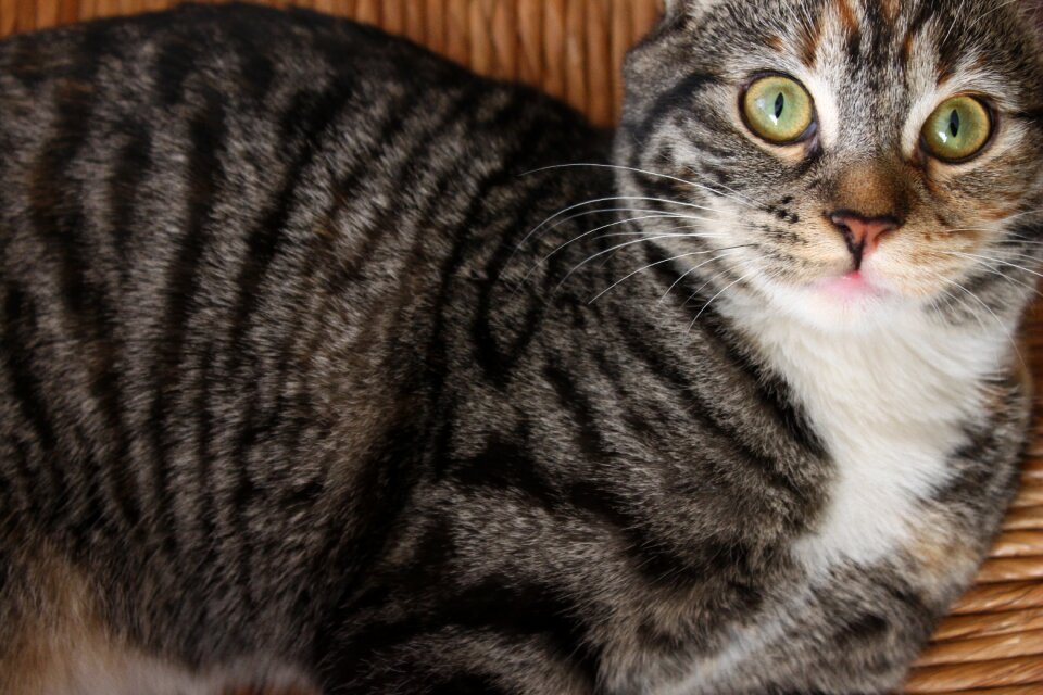 Feline animals kitten