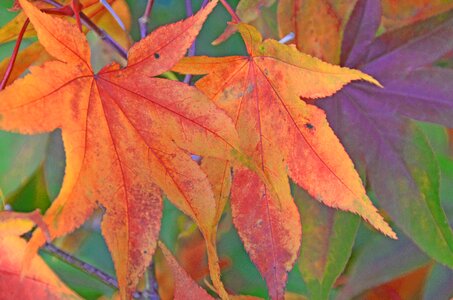 Tree red autumn photo