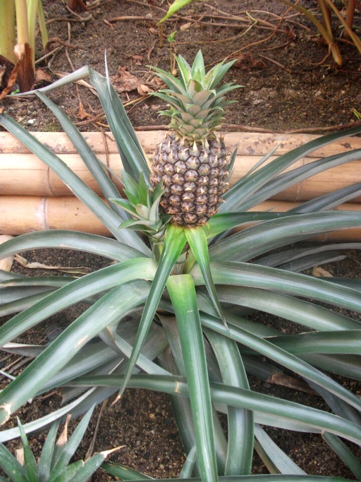 Plant tropical pineapple plant