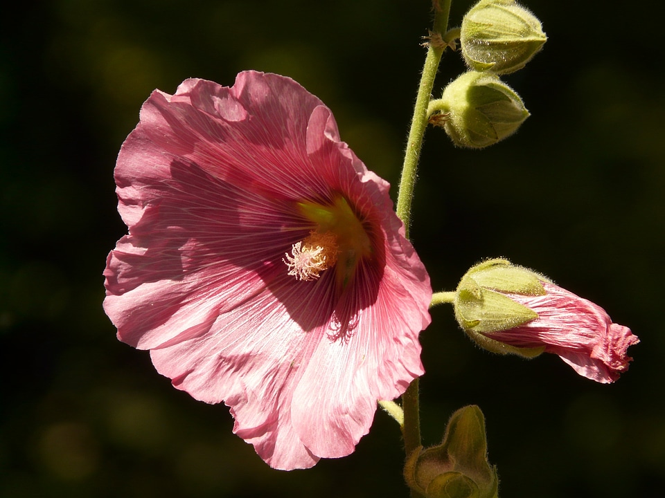 Hollyhock poplar rose stock rose garden photo