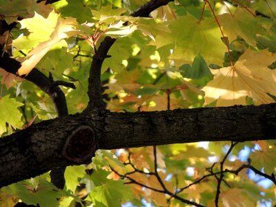 Leaves autumn tree