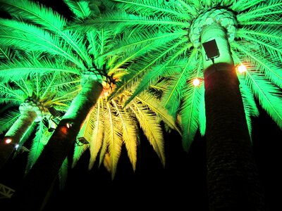 Party palms palm trees photo