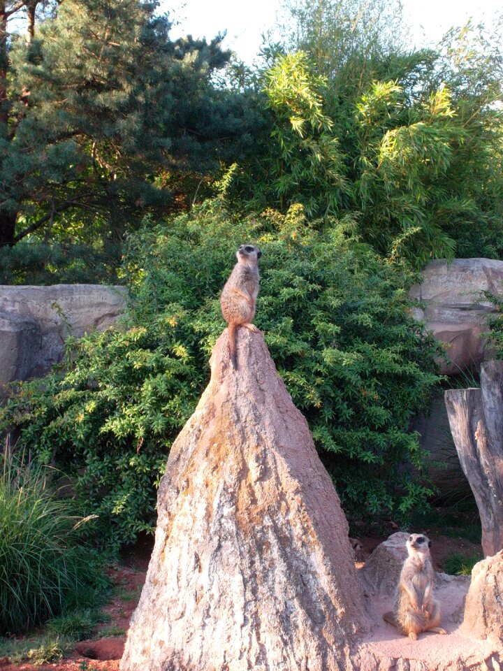 Animals nature lively