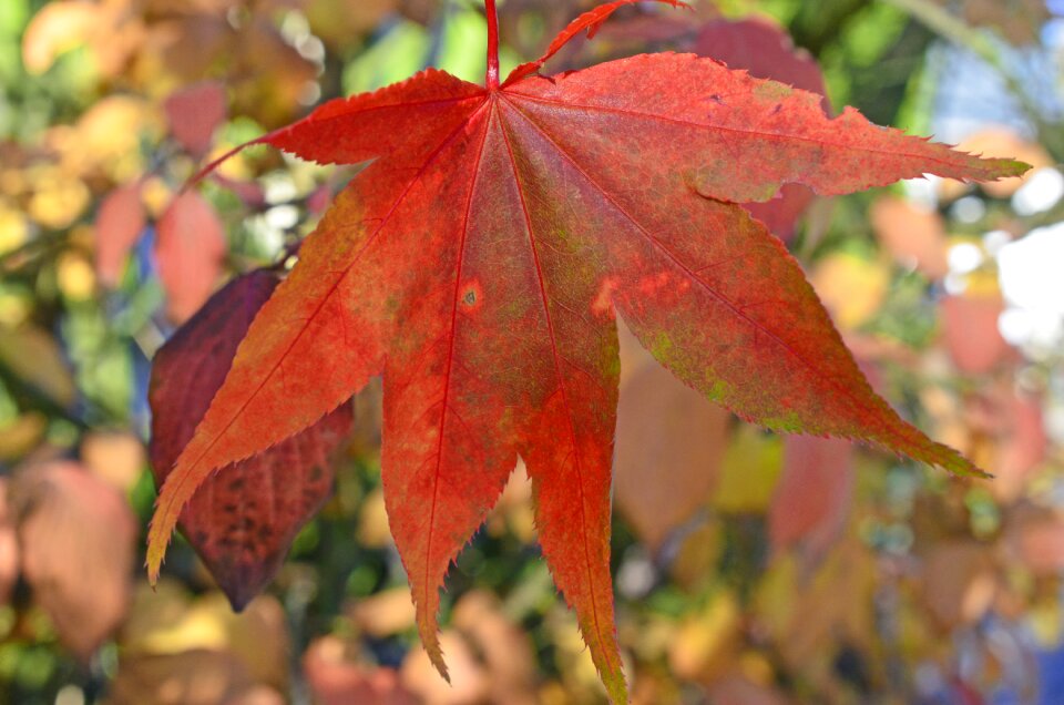 Sun sunbeam red