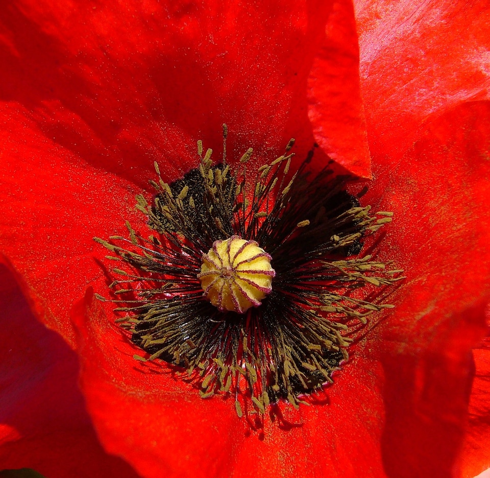 Red macro close-up