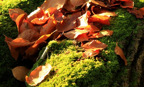 Wood forest nature photo